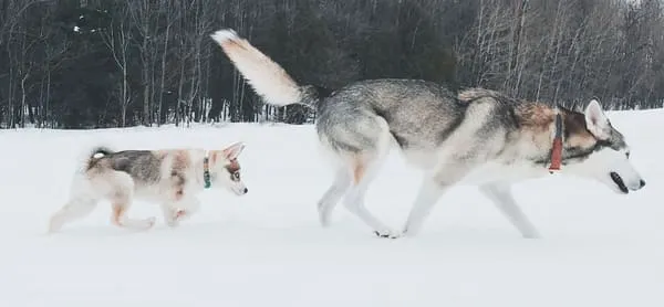 Chiens de traîneau en hiver au Québec